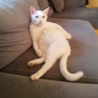 Ankara Kedisi, Kedi  Bulut fotoğrafı