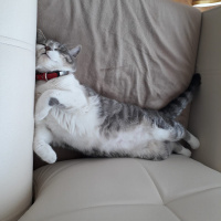 Tekir Kedi, Kedi  Paris fotoğrafı