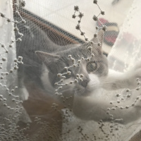 Tekir Kedi, Kedi  Paris fotoğrafı