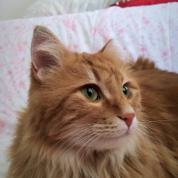 Sarman, Kedi  Perry fotoğrafı