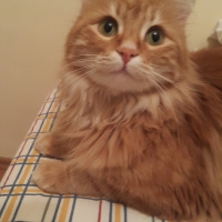 Sarman, Kedi  Perry fotoğrafı