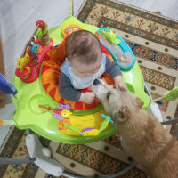 Maltese, Köpek  lassie fotoğrafı