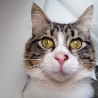 Tekir Kedi, Kedi  BAHA fotoğrafı