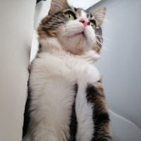 Tekir Kedi, Kedi  BAHA fotoğrafı