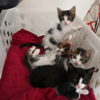 Tekir Kedi, Kedi  BAHA fotoğrafı