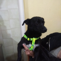 Minyatür Pinscher, Köpek  Kömür fotoğrafı