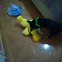 Minyatür Pinscher, Köpek  Kömür fotoğrafı