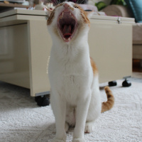 Tekir Kedi, Kedi  Minnak fotoğrafı