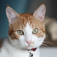 Tekir Kedi, Kedi  Minnak fotoğrafı