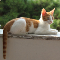 Tekir Kedi, Kedi  Minnak fotoğrafı