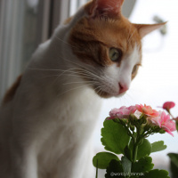 Tekir Kedi, Kedi  Minnak fotoğrafı