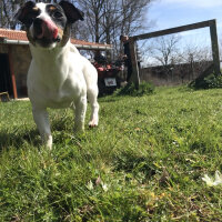 Jack Russell Terrier, Köpek  Maya fotoğrafı