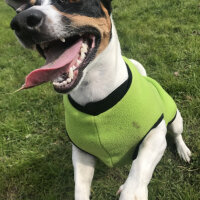 Jack Russell Terrier, Köpek  Maya fotoğrafı