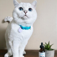 British Shorthair, Kedi  Mr.White(Coffee) fotoğrafı