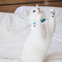 British Shorthair, Kedi  Mr.White(Coffee) fotoğrafı