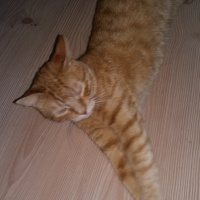 Tekir Kedi, Kedi  Sakir fotoğrafı