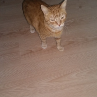 Tekir Kedi, Kedi  Sakir fotoğrafı