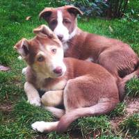 Alaskan Malamute, Köpek  MAYA & VEGAS fotoğrafı