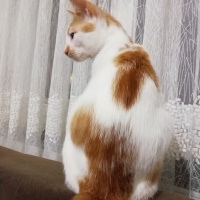 Sarman, Kedi  Paşa Yuva Arıyor fotoğrafı