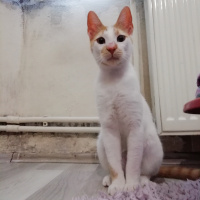 Sarman, Kedi  Paşa Yuva Arıyor fotoğrafı