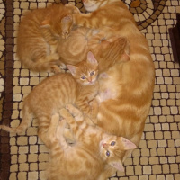 Sarman, Kedi  çağla fotoğrafı