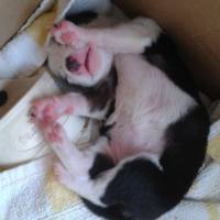 Jack Russell Terrier, Köpek  Şanslı  fotoğrafı