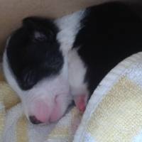 Jack Russell Terrier, Köpek  Şanslı  fotoğrafı