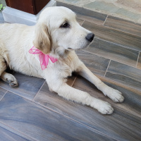 Golden Retriever, Köpek  Venüs fotoğrafı