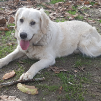 Golden Retriever, Köpek  Venüs fotoğrafı
