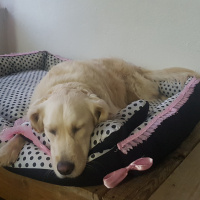Golden Retriever, Köpek  Venüs fotoğrafı