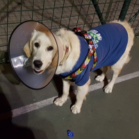 Golden Retriever, Köpek  Venüs fotoğrafı