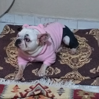 Fransız Bulldog, Köpek  Çakı fotoğrafı