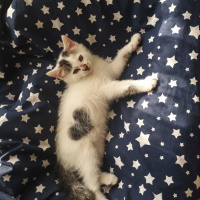 Tuxedo (Smokin) Kedi, Kedi  Whiskırd fotoğrafı
