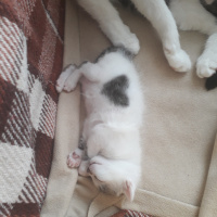 Tuxedo (Smokin) Kedi, Kedi  Whiskırd fotoğrafı