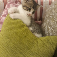 Tuxedo (Smokin) Kedi, Kedi  Whiskırd fotoğrafı