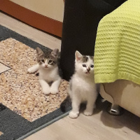 Tuxedo (Smokin) Kedi, Kedi  Whiskırd fotoğrafı