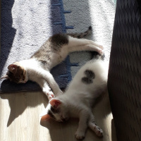 Tuxedo (Smokin) Kedi, Kedi  Whiskırd fotoğrafı
