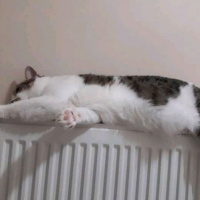 Tekir Kedi, Kedi  Şanslı fotoğrafı