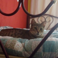 Tekir Kedi, Kedi  Fıstık fotoğrafı