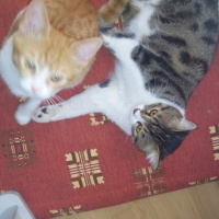 Tekir Kedi, Kedi  Simit fotoğrafı