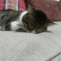 Tekir Kedi, Kedi  Çaki fotoğrafı