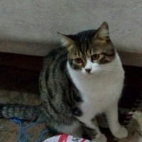 Tekir Kedi, Kedi  Çaki fotoğrafı