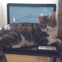 Tekir Kedi, Kedi  Çaki fotoğrafı