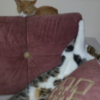 Tekir Kedi, Kedi  Çaki fotoğrafı