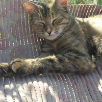 Tekir Kedi, Kedi  Nemo fotoğrafı