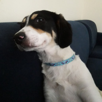 Jack Russell Terrier, Köpek  Teddy fotoğrafı