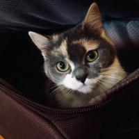İran Kedisi (Persian), Kedi  Mia fotoğrafı