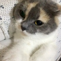 İran Kedisi (Persian), Kedi  Mia fotoğrafı