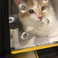 Sarman, Kedi  Ruby fotoğrafı