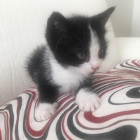 Tuxedo (Smokin) Kedi, Kedi  . fotoğrafı